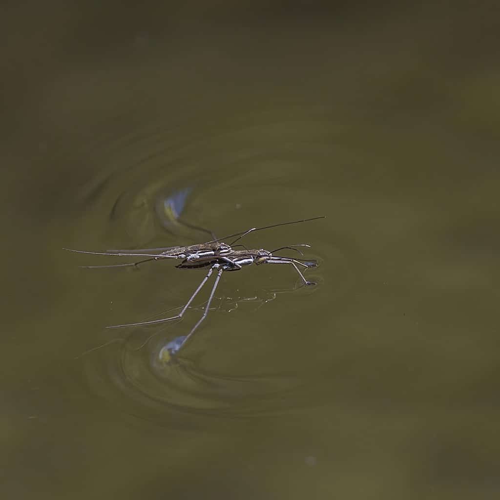 Water strider pool bug
