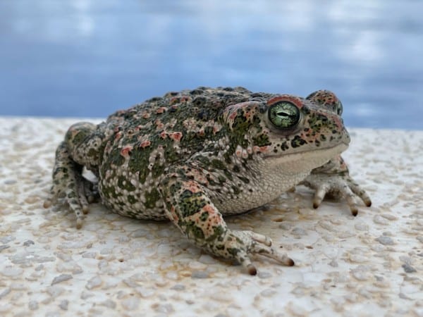 How To Keep Frogs Out Of Pools - Tips For Pool Frogs