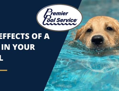 The Effects Of A Dog In Your Pool