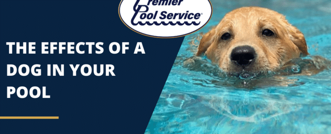 The Effects of a Dog in your Pool