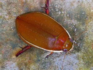 Predaceous diving beetle pool bug