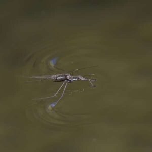 Water strider pool bug