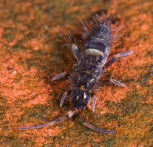 springtail pool bug