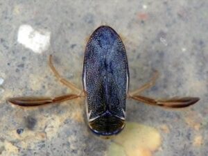 water boatman bug